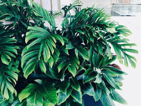 Close-up tropical green leaves in a business building, close-up to the green leaves, bright light.の写真素材