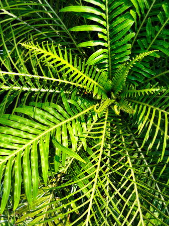 Close up the miniature tree fern or Oceaniopteris gibba after rain with sunlight, vertical image the...