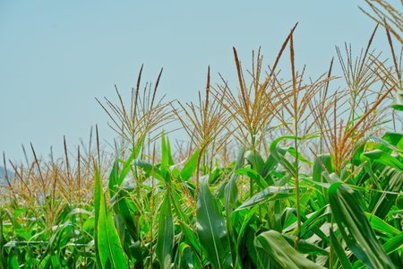 Corn plants blossoming in a field under a sunny sky. Close up the top part of corn plants with...