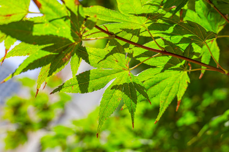 A vivid, sun-drenched green maple leaf before it turns red. Close-up.の写真素材