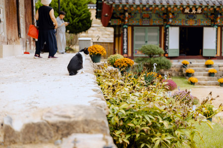 A cat sitting in front of the Daeungjeon Hall at Jangansa Temple in Gijang, Busan, South Korea.の写真素材