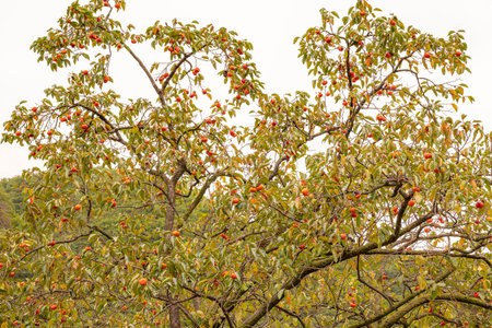 Autumn fruits ripening on persimmon trees, persimmons, fruit, sceneryの写真素材