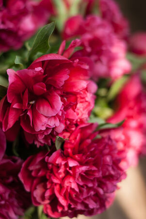 Beautiful peoniesの写真素材