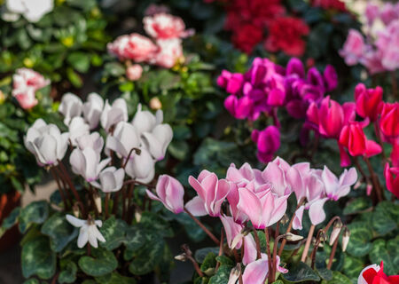 Colorful flowers on the groundの写真素材