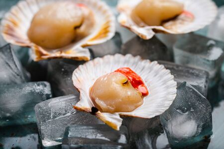 Close-up of raw fresh uncooked scallops in shells on ice, with lemon, on grey rustic concrete background, close-up. Seafood concept, angle viewの写真素材