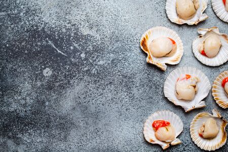 Raw fresh uncooked scallops in shells on grey rustic concrete background, top view, close-up....