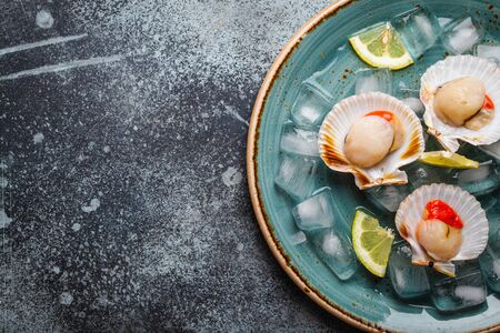 Close-up of raw fresh uncooked scallops in shells on ice, with lemon, on grey rustic concrete background. Seafood concept, top view, space for textの写真素材