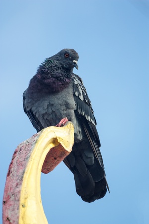 the pigeon  on the top of the templeの写真素材
