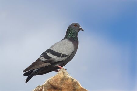 the pigeon  on the top of the templeの写真素材