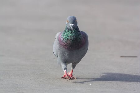 the pigeon walking on the groundの写真素材