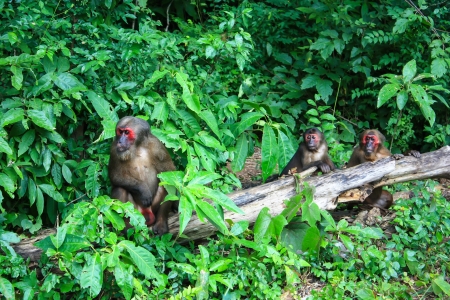 the looking action of the stump-tailed macaqueの写真素材