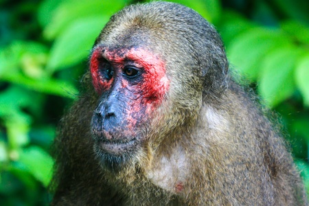 the looking action of the stump-tailed macaqueの写真素材