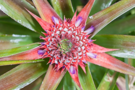the immature pineapple in the plantation from Thailandの写真素材