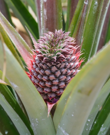 the immature pineapple in the plantation from Thailandの写真素材