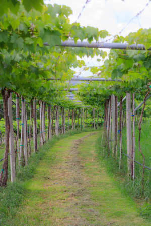 the scenery of vineyard from thailandの写真素材