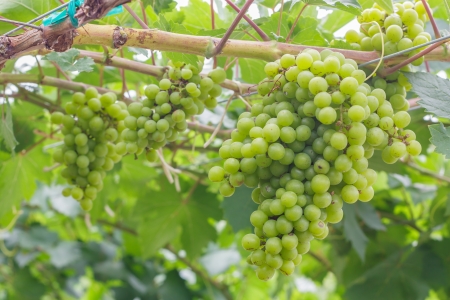 the hanging fresh white grape  at plantationの写真素材