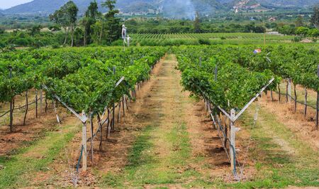 the scenery of vineyard from thailandの写真素材