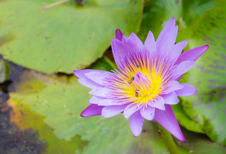 blooming water lily in the marsh,Thailandの写真素材
