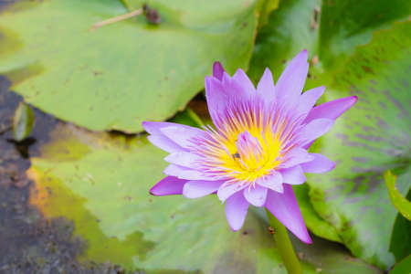 blooming water lily in the marsh,Thailandの写真素材