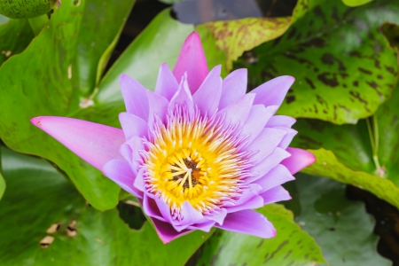 blooming water lily in the marsh,Thailandの写真素材