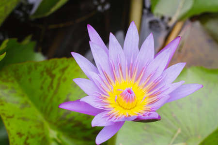 blooming water lily in the marsh,Thailandの写真素材
