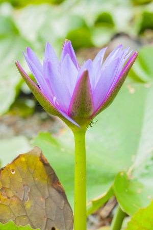 blooming water lily in the marsh,Thailandの写真素材
