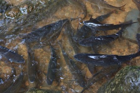 Soro Brook Carp Fish at the waterfall,Thailand