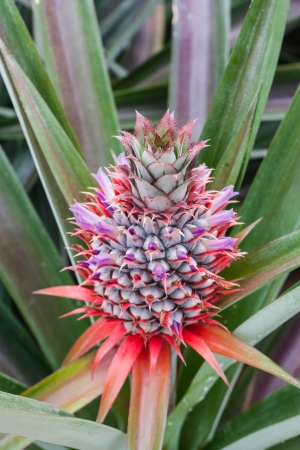 the immature pineapple in the plantation from Thailandの写真素材
