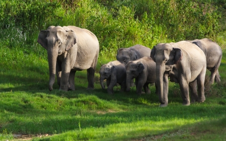 family group of wild elephant in the national park ,taken from hiding spotの写真素材