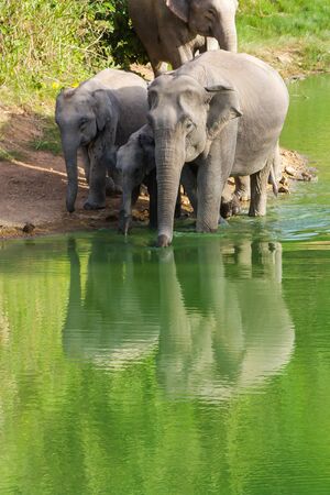 family group of wild elephant in the national park ,taken from hiding spotの写真素材
