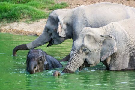family group of wild elephant play in the water at the national park ,taken from hiding spotの写真素材