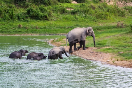 family group of wild elephant in the national park ,taken from hiding spotの写真素材