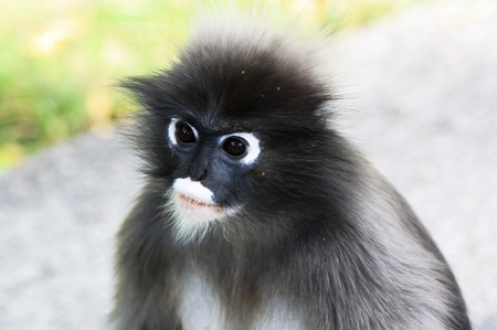 close-up on the head of the dusky langurの写真素材