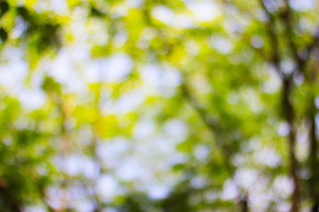 the green bokeh of leaf on the treeの写真素材