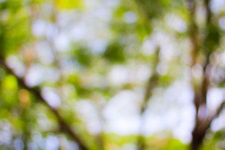 the green bokeh of leaf on the treeの写真素材