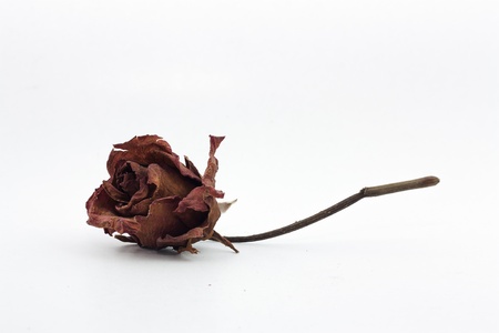 the dried rose on white backgroundの写真素材