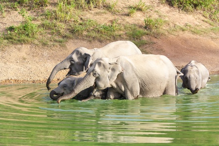 family group of wild elephant play in the water at the national park ,taken from hiding spotの写真素材