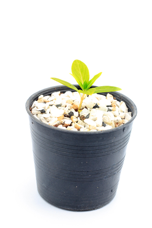 sapling in pot on white backgroundの写真素材