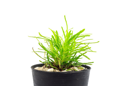 sapling in pot on white backgroundの写真素材