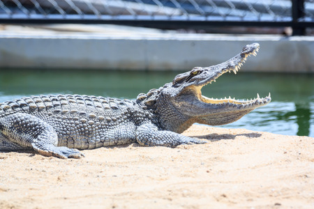 crocodile in farm in Thailand