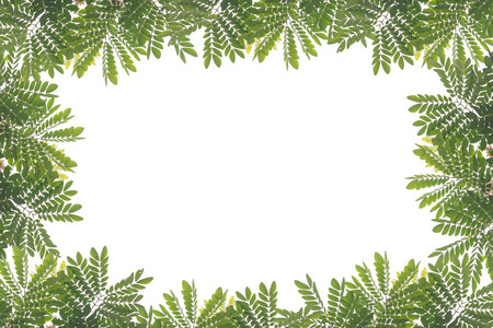 green leaf isolated on white backgroundの写真素材