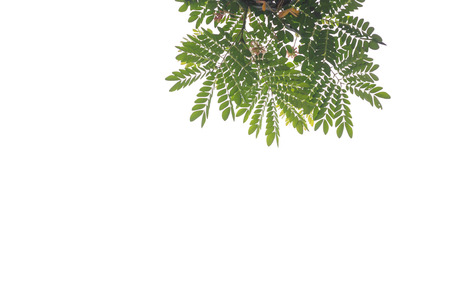 green leaf isolated on white backgroundの写真素材