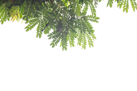 green leaf isolated on white backgroundの写真素材