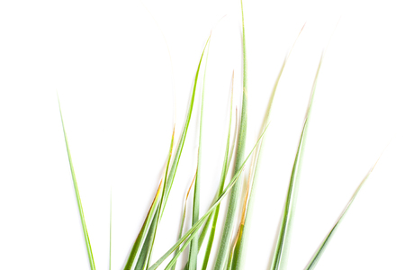 green grass on white backgroundの写真素材