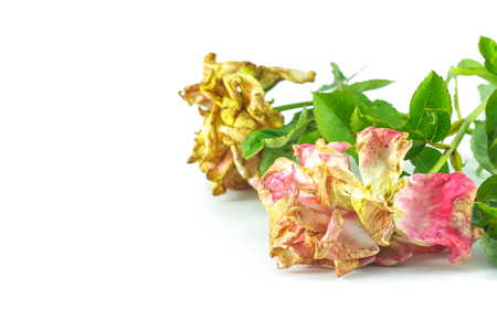 old rose on white backgroundの写真素材