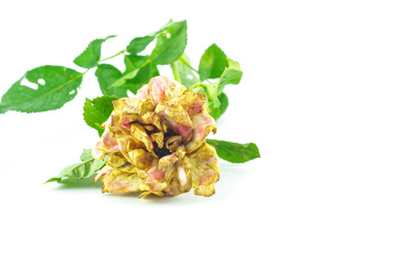 old rose on white backgroundの写真素材