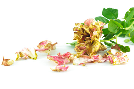 old rose on white backgroundの写真素材