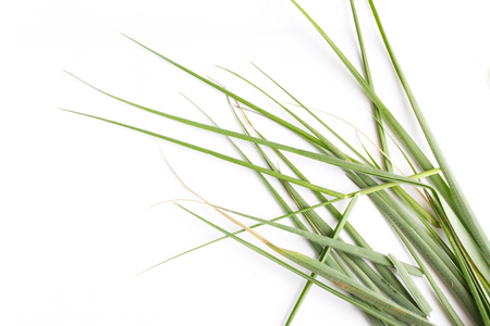 green grass on white backgroundの写真素材