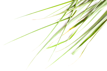 green grass on white backgroundの写真素材