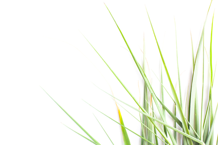 green grass on white backgroundの写真素材